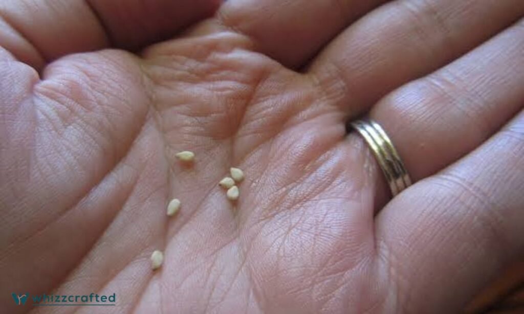 Sesame Seed Length 